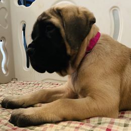 Mastiff Puppies from Cabezon Mastiffs