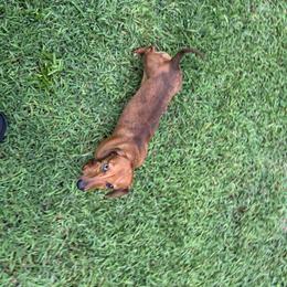Lila - Dachshund
