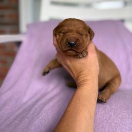 Pib - Dark golden male Golden Retriever puppy in Maysville, North Carolina from Gold Rush Retrievers