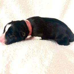 Pink - Agouti and white female Siberian Husky puppy in Corvallis, Montana from Double H Siberians