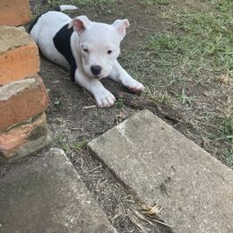 Luna - White female American Bully puppy in Leesburg, Georgia from D1.Bullz.And.Thangz