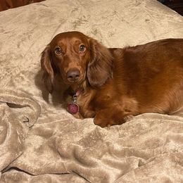 Brownie - Dachshund
