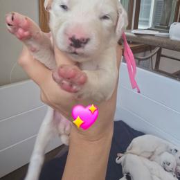 Bliss - White and lemon female Dalmatian puppy in Janesville, Wisconsin from Legacy Dalmatians