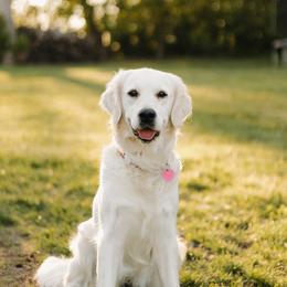 Story - Golden Retriever
