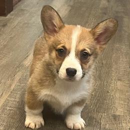 EKM-2 - Red male Pembroke Welsh Corgi puppy in Stockton, Iowa from Infinity Corgis