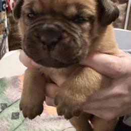 Small black female - Red female Dogue de Bordeaux puppy in Mazomanie, Wisconsin from Blue Horizons Bordeaux