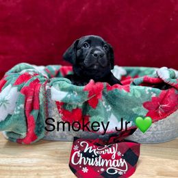 Smokey Jr - Black Labrador Retriever puppy in Sandpoint, Idaho from Allen Sunnyside AKC Labs