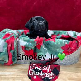 Smokey Jr - Black Labrador Retriever puppy in Sandpoint, Idaho from Allen Sunnyside AKC Labs