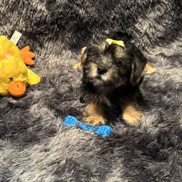 Bobby The Dazzler - Black and gold male Yorkshire Terrier puppy in Brandenburg, Kentucky from Lil Amazing Paws Yorkshire Terriers