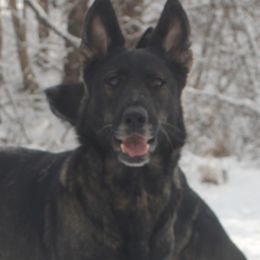 Tavi - German Shepherd