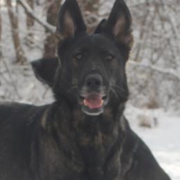 Tavi - German Shepherd
