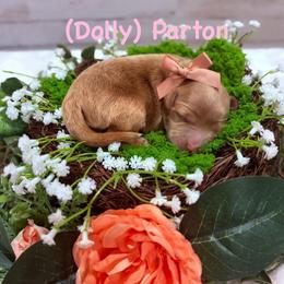 (Dolly) Parton - Apricot female Goldendoodle puppy in Burley, Idaho from Gold Country mini doodles