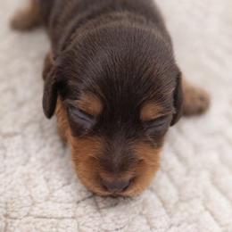 Fritz - Chocolate and tan male Dachshund puppy in Lubbock, Texas from Wagging Tails