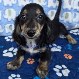 ACE 2200 - Black and cream male Dachshund puppy in Gatesville, Texas from CJ's Dach Dynasty