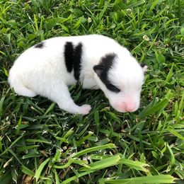 Pomsky Puppies from My Perfect Pomsky Pet