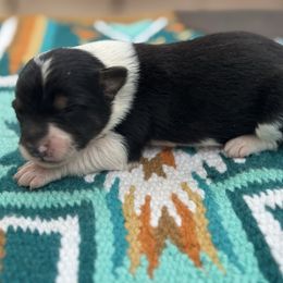 Sally - Black and white female Border Collie puppy in New Mexico from Twisted Biscuit Border Collies