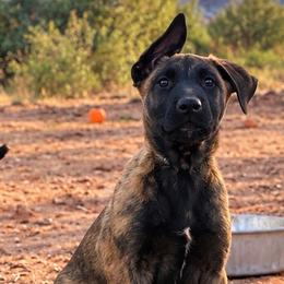 Nova - Black brindle female Dutch Shepherd puppy in Sierra Vista, Arizona from KnightWatch K-9