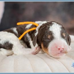 Chocolate Phantom Parti - Brown and white male Bernedoodle puppy in Connersville, Indiana from Deaz Doodle Ranch