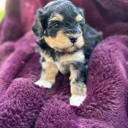 Teddy - Tri-color male Cavapoo puppy in Michigan from Cavalier Girls