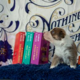 Border Collie, Papillon, Sporty Mix, and Whippet Puppies from Old Hemp Border Collies / Open Horizon Sport Dogs