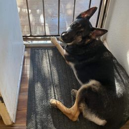 German Shepherd All Grown Up from Freiheit Von Himmel  Shepherds