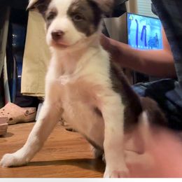 Brooke - White and red female Border Collie puppy in Jackson, New Jersey from NJ Bees BC