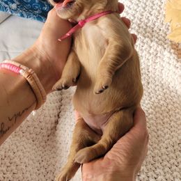 Golden Retriever Puppies from Country Road Golden Retrievers