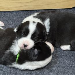 Pink collar - Black and white female Cardigan Welsh Corgi puppy in Omaha, Arkansas from DnD Corgis
