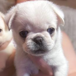 Kramer - Cream male Pug puppy in Morgantown, West Virginia from Groovy Pugs