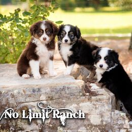 Toy Australian Shepherd Puppies from No Limit Ranch Miniature and Toy Australian Shepherds