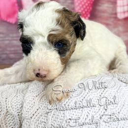 Snow White - Red merle female Aussiedoodle puppy in Grove, Oklahoma from Guinn Family Farms