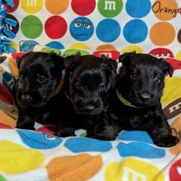 Scottish Terrier Puppies from Duran's Scotties