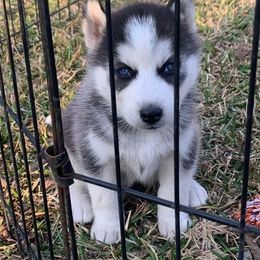 Siberian Husky Puppies from Great Warriors