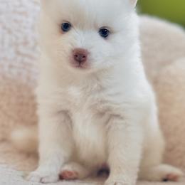 Pomsky Puppies from Blue Heaven Pomsky