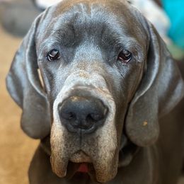 Rubee - Great Dane