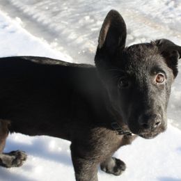 German Shepherd Puppies from Thornock Shepherds