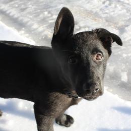 German Shepherd Puppies from Thornock Shepherds