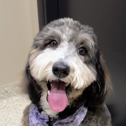 Beezie - Bernedoodle