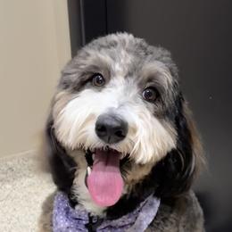 Beezie - Bernedoodle