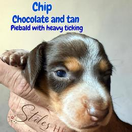 Chip - Chocolate and tan male Dachshund puppy in South Fulton, Tennessee from Stiles' Heartfyre Dachshunds