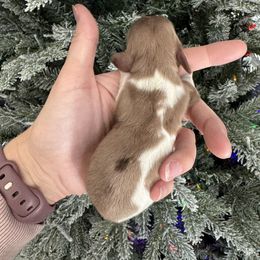 Dapple pie - Dapple male Dachshund puppy in Mooresboro, North Carolina from Walker Family Pups