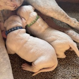 Blue collar - White male Dogo Argentino puppy in Carson, Iowa from Thompson Midwest dogos
