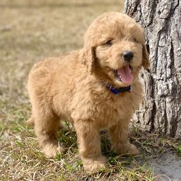 French Bulldog, Goldendoodle, and Golden Retriever Puppies from Crystal Coast Kennels, LLC
