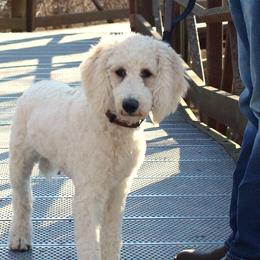 Poodles from Auburn Red Standard Poodles