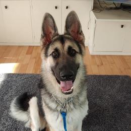 German Shepherds from VonSila Kennels, LLC