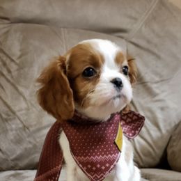 Cavalier King Charles Spaniel Puppies from The Heritage Garden
