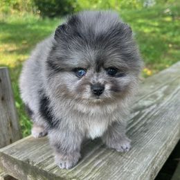 Shimmer - Blue merle female Pomeranian puppy in Medina, Ohio from Forever Pomeranians