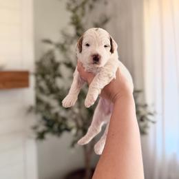 Sparky - Parti female Goldendoodle puppy in Vancouver, Washington from Blissful Doodles