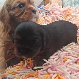 Queen - Ruby female Cavalier King Charles Spaniel puppy in Longview, Texas from Casanova Cavalier King Charles Spaniels
