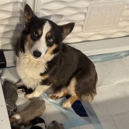 Birdie - Pembroke Welsh Corgi